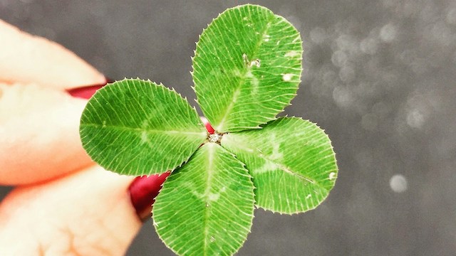 a four-leaf clover