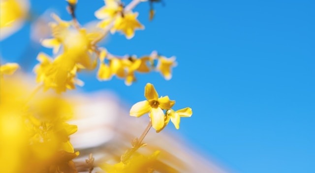 Photo of forsythia by Aubrey Odom on Unsplash
